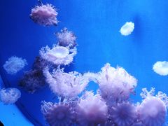 -福州罗源湾海洋世界旅游区