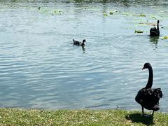 -长春市南湖公园