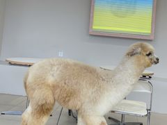 -怪兽屋·羊驼·猫咖·狗咖(俊华广场店)