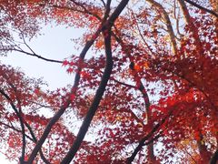 -秋霞圃