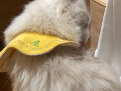 -滚猫咖啡·猫咖·猫友好撸猫(未来城店)