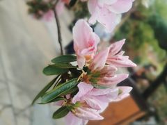 -龙华寺