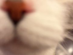 -熊小胖宠物生活馆(天华园店)