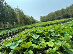 -合肥滨湖国家森林公园
