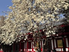 -大慈恩寺(大雁塔)