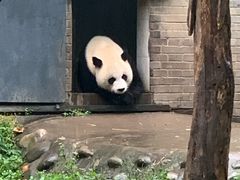 -都江堰中华大熊猫苑