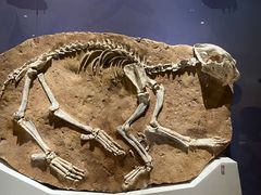 -国家自然博物馆