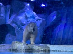 -上海海昌海洋公园-冰山北极馆