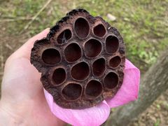 -合肥滨湖国家森林公园