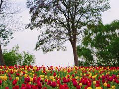 -北京国际鲜花港