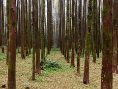 -山王坪喀斯特国家生态公园