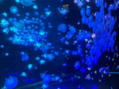-合肥海洋世界
