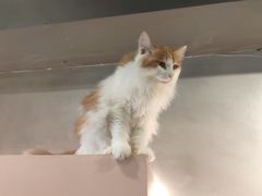 -猫儿山۰猫主题餐厅