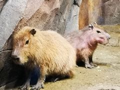 -波塞冬旅游度假区