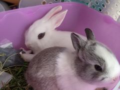 -圣宠宠物(平吉花卉市场店)