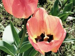 -长春公园(普阳街道)