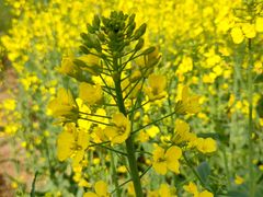 -渭河城市绿地运动公园