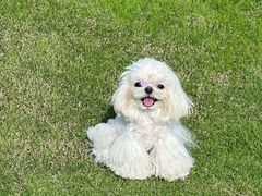 -瑞鹏宠物医院·内科·中兽医·骨科(苗圃店)