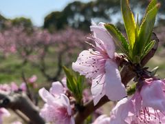 -南汇桃花村