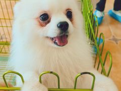 -Let's go狗咖·猫咖·奶狗·桌游(春熙路IFS店)