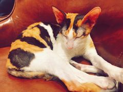 -猫小院猫主题餐厅(三里屯店)