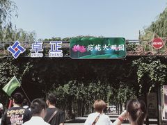 -白洋淀景区