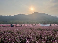 -径山花海
