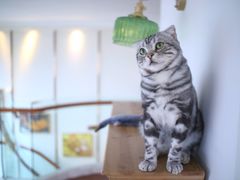 -Catmate·猫肥家润(金润铂宫店)