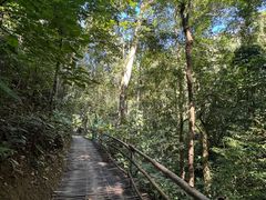 -西双版纳原始森林公园