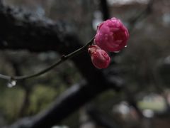 -白塘生态植物园