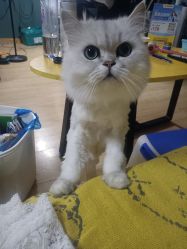 -小部落•刺青•穿孔饰品•海娜纹身