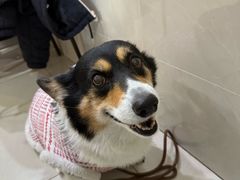 -艾贝尔宠物医院·24H转诊中心·肿瘤猫专科(江宁双龙店)
