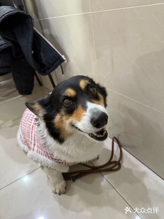 艾贝尔宠物医院·24H转诊中心·肿瘤猫专科(江宁双龙店)图片