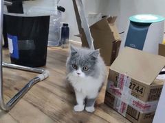 -1013 PET SHOP精品宠物商店(丁香店)