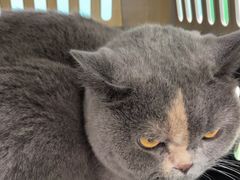 -瑞派动物医院·猫专科·至诚(江南中分院)