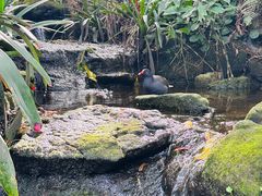 -EG Waterhouse Camellia Gardens Sutherland Shire