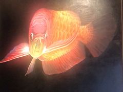 -金翠皇宫粤菜·点心·海鲜(翡翠店)