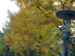 -长白岛森林公园