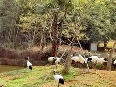 -杭州野生动物世界