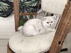 -平行世界·猫咖(首经贸店)