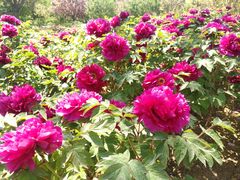 -莱阳濯村樱花园