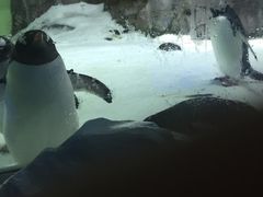 -凯莉-塔尔敦海洋生物水族馆