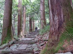 -天目山大树王景区