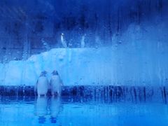 -芜湖新华联大白鲸海洋公园