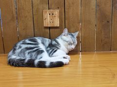 -龟与熊猫宠物公园(南坪店)