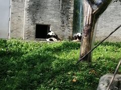 -都江堰中华大熊猫苑
