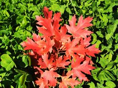 -永定河休闲森林公园