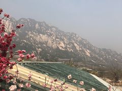 -闻道食府烙饼卷带鱼(原车耳营店原大觉寺店)