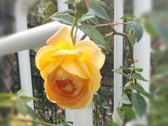 -人民公园(罗湖区)