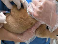 -宠颐生中康贝怡动物医院